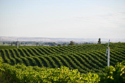 Walla Walla Valley Grapes