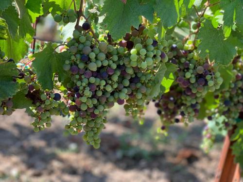Farmed Organic Cabernet Sauvignon