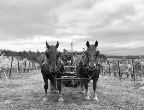 Winery cellar position