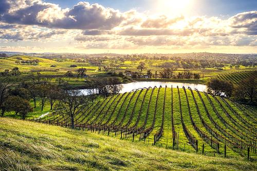 Sauvignon Blanc &ndash; Premium Estate Fruit