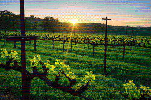 Sauvignon Blanc &ndash; Premium Estate Fruit