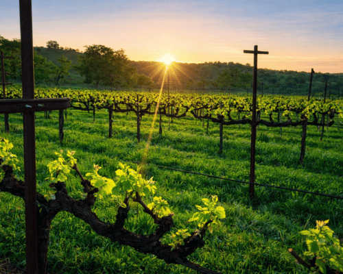 Primitivo &ndash; Premium Estate Fruit