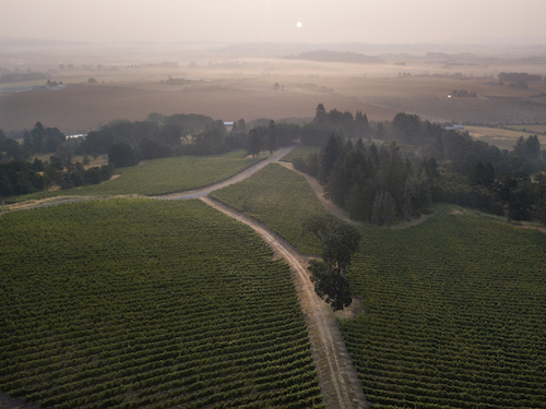 LIVE Certified Chardonnay Grapes For Sale