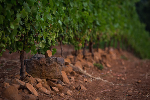 LIVE Certified Chardonnay Grapes For Sale