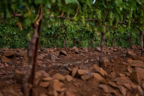 LIVE Certified Pinot Noir Grapes Available