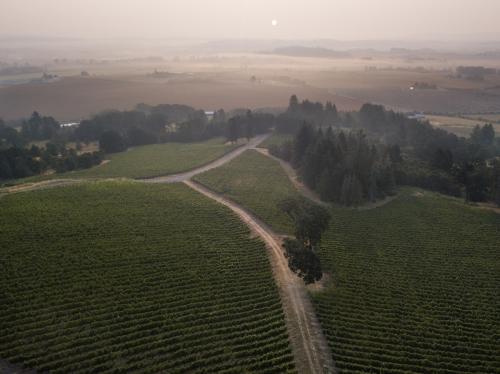 LIVE Certified Pinot Noir Grapes Available