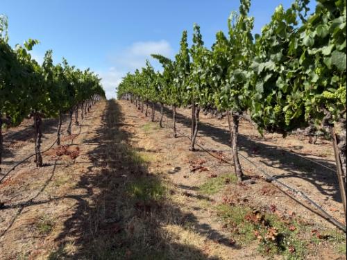 Chardonnay Grapes Russian River Valley 300+ tons