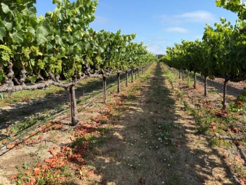 Chardonnay Grapes Russian River Valley 300+ tons