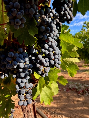 Healdsburg Dry Creek Cabernet Sauvignon