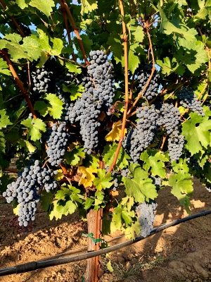 Healdsburg Dry Creek Cabernet Sauvignon