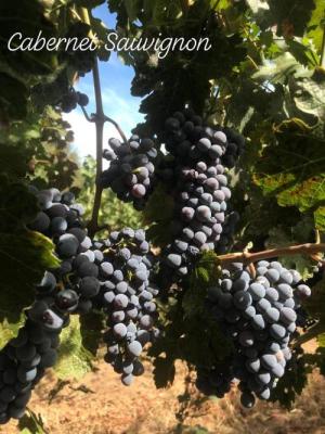 2026 Best Price - Cab Sauv & Petite Sirah
