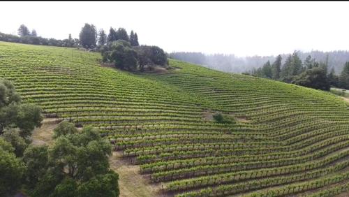 Lancel Creek Vineyard - Morelli Lane Pinot Noir