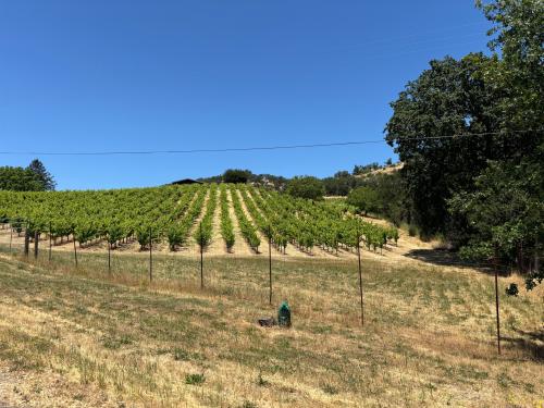 Syrah 2025 $2000/<wbr>ton