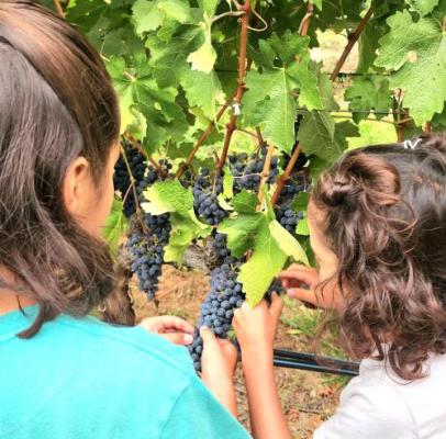 Howell Mountain Cabernet Sauvignon - Cold Springs