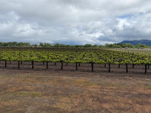 Quality Sauvignon Blanc Grapes
