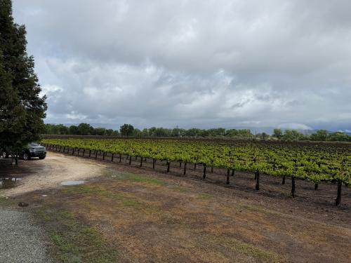 Quality Sauvignon Blanc Grapes