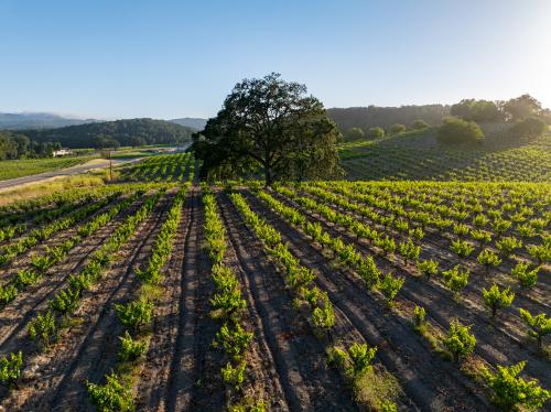 Rare Wine Country Investment Opportunity in Westsi