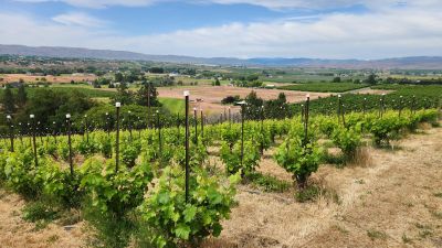 Organic Mourvedre