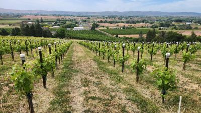 Organic Mourvedre