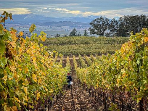 2026 Chardonnay /<wbr> Pinot Noir