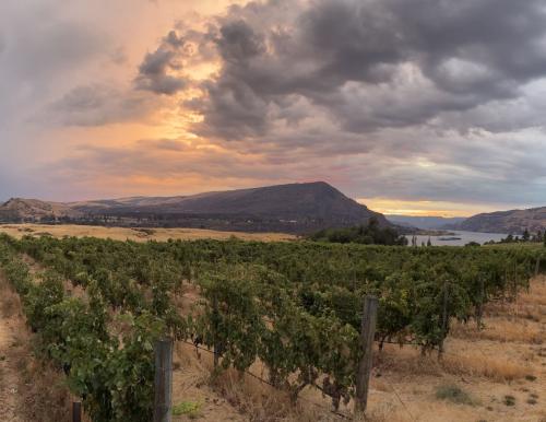 Scorched Earth Vineyard - Columbia Gorge