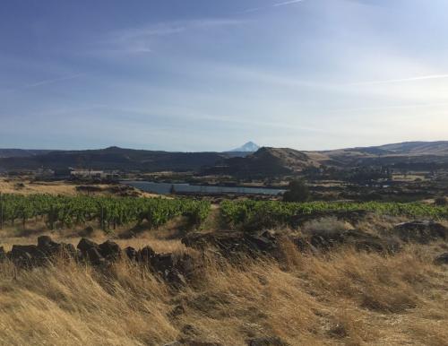 Scorched Earth Vineyard - Columbia Gorge