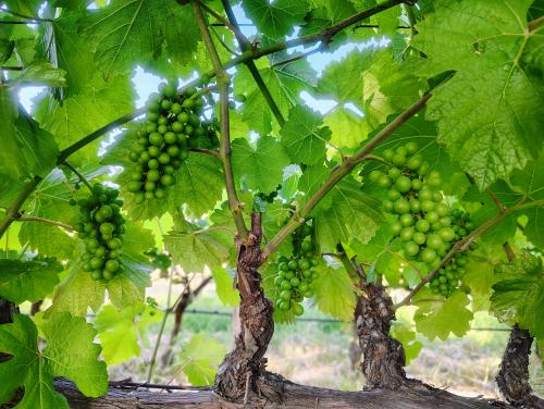 Pinot Noir from Green Valley of the Russian River