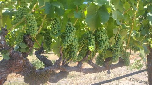 Pinot Noir from Green Valley of the Russian River