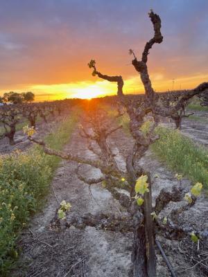 Head Trained Old Vine Zinfandel - 2025