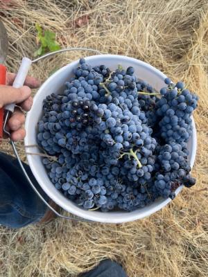 Head Trained Old Vine Zinfandel - 2025