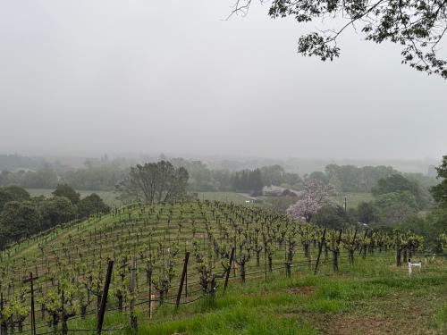 Zinfandel '26 Organic