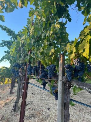 Zinfandel '26 Organic