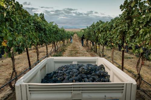 Walla Walla Valley Sangiovese