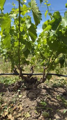 Rocks District Syrah and Other Rhones