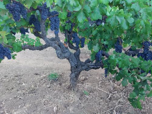 Old Vine Zinfandel