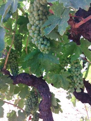 Old Vine Zinfandel