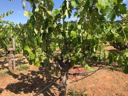 Pampered Zinfandel Grapes