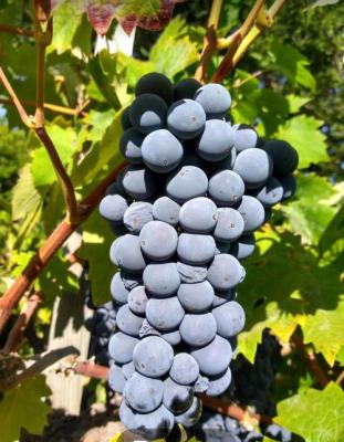 Pampered Zinfandel Grapes
