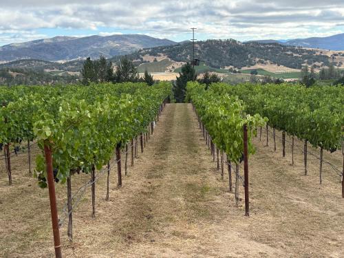 '26 Hillside Petite Sirah