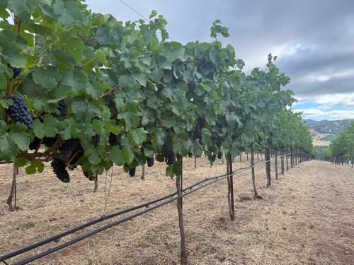 '26 Hillside Petite Sirah