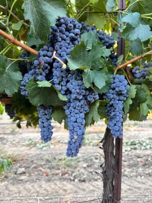 '26 Cabernet franc Solano County