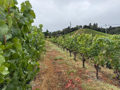 RRV - PINOT NOIR - Santa Rosa