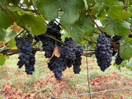 RRV - PINOT NOIR - Santa Rosa