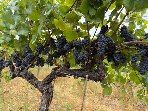 RRV - PINOT NOIR - Santa Rosa