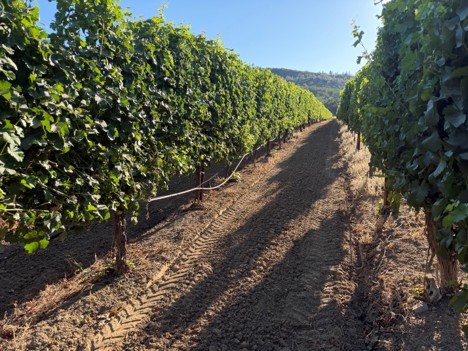 2023 Lake County Sauv Blanc