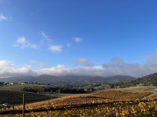 Groundstar Vineyard &ndash; Limited 2026 Sta. Rita Hills