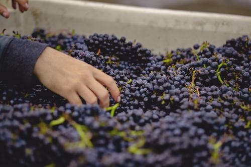Santa Lucia Highlands Pinot Noir for Sale