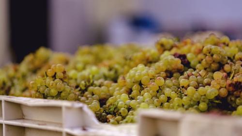 Santa Lucia Highlands Chardonnay for Sale