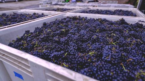 Santa Lucia Highlands Chardonnay for Sale