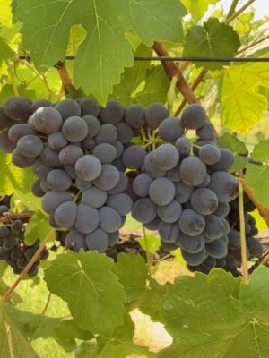 Barbera &ndash; Premium Estate Fruit